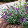 Lo and Behold® 'Blue Chip' Butterfly Bush