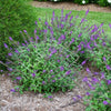 Lo and Behold® 'Blue Chip' Butterfly Bush