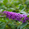 Lo and Behold® 'Blue Chip' Butterfly Bush