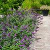 Lo and Behold® 'Blue Chip' Butterfly Bush