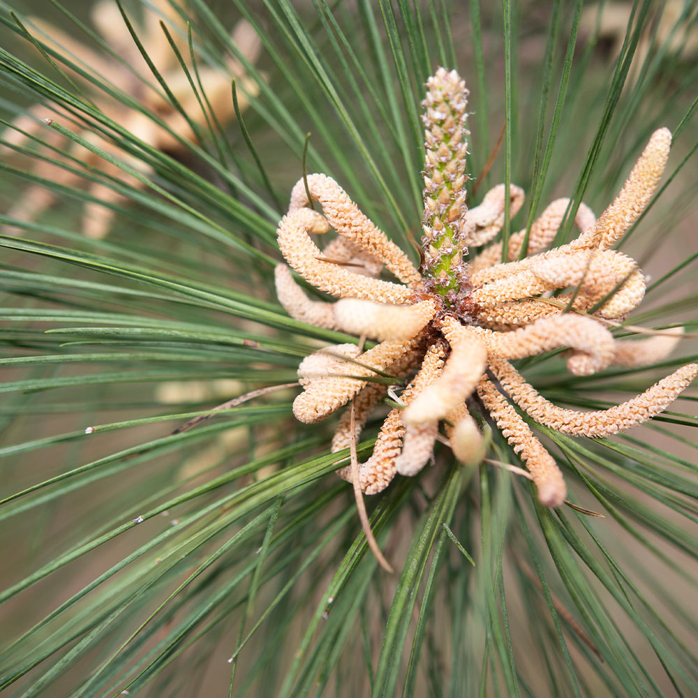 Loblolly Pine Tree