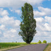 Lombardy Poplar Tree