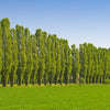Lombardy Poplar Tree