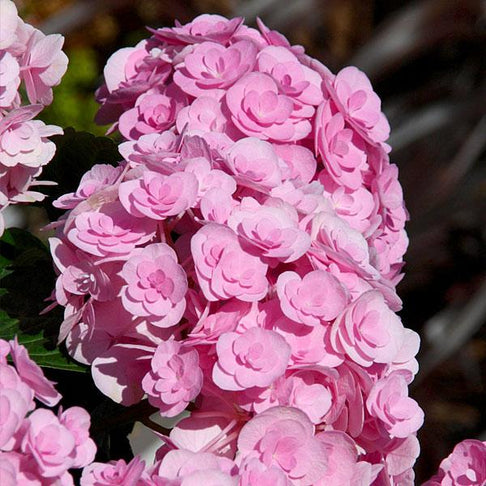 Love Hydrangea