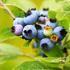 Lowbush Blueberry