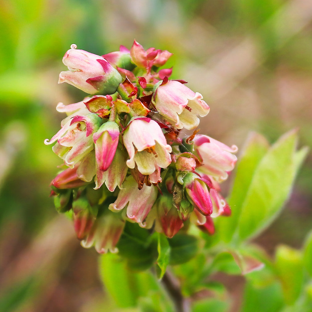 Lowbush Blueberry