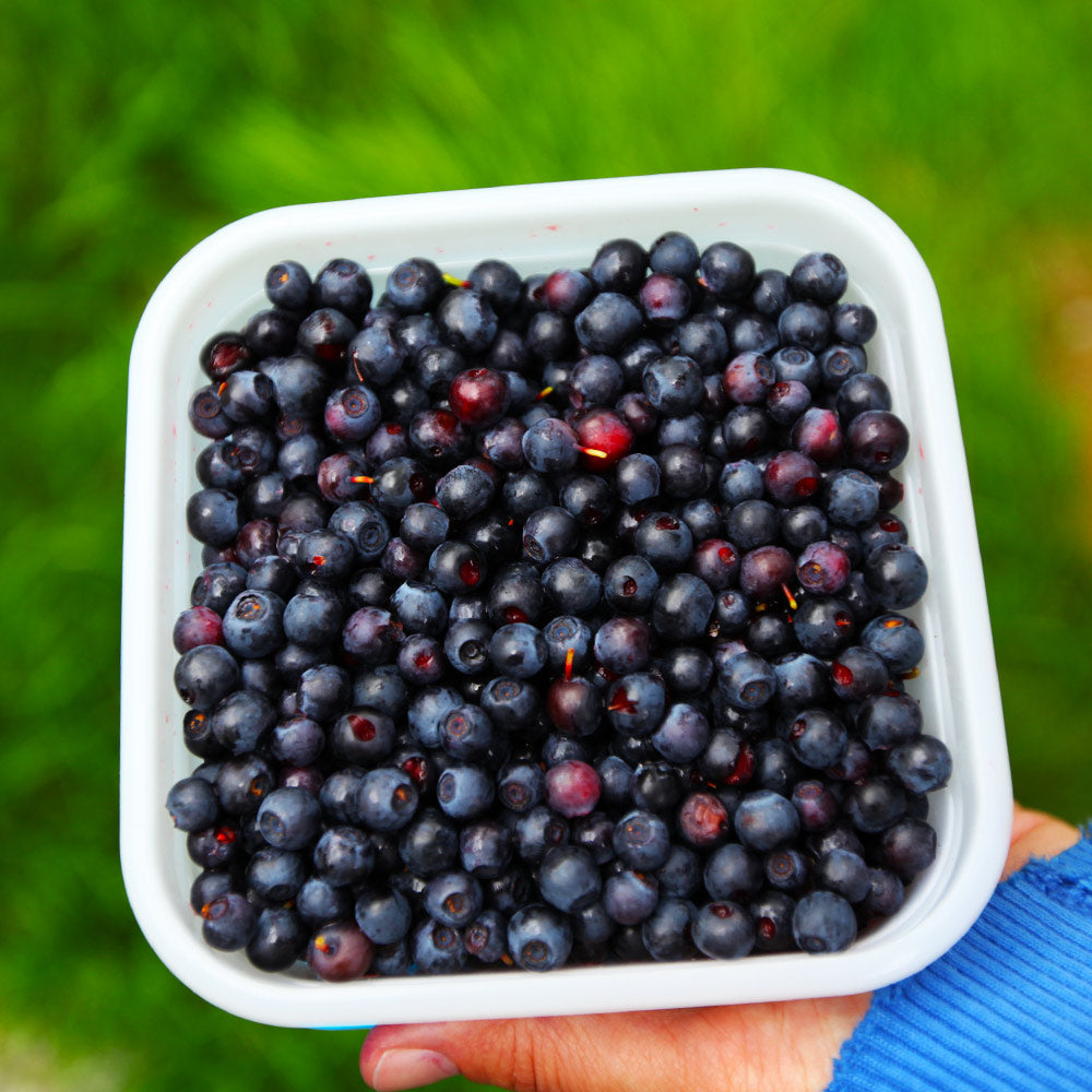 Lowbush Blueberry