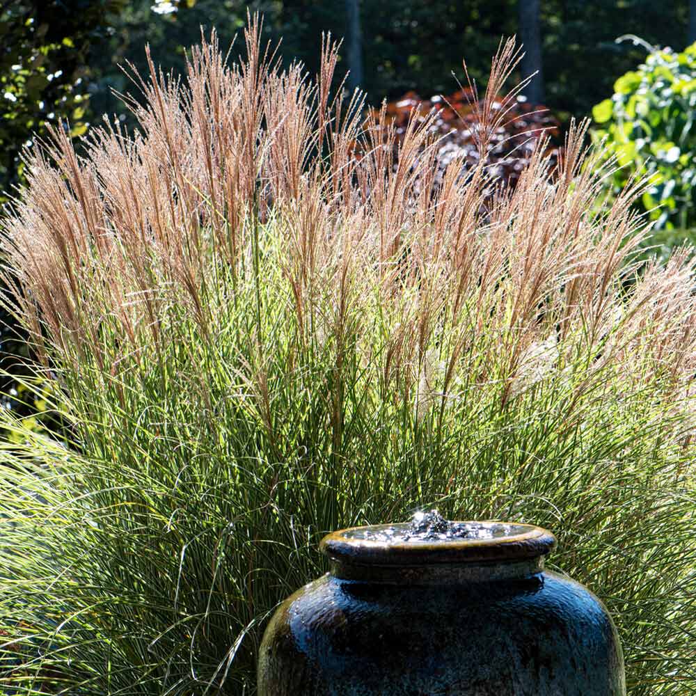 Morning Light Miscanthus