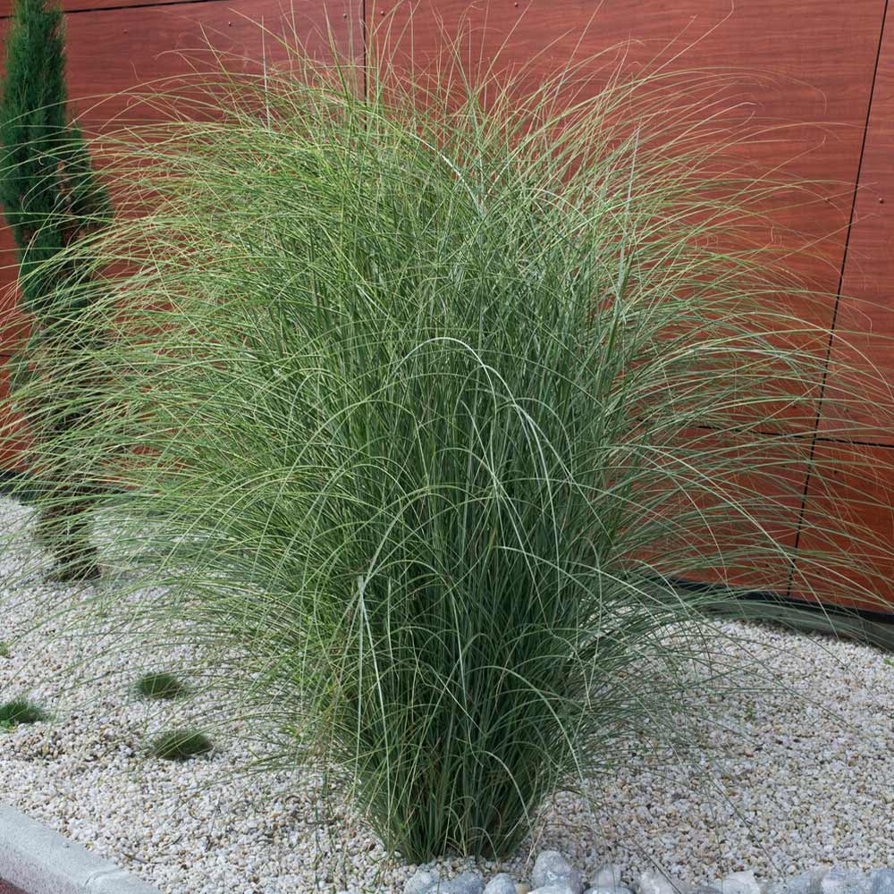 Morning Light Miscanthus