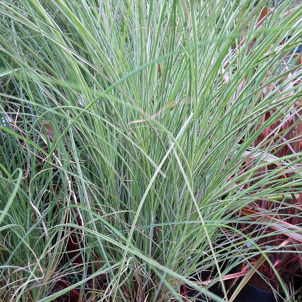 Morning Light Miscanthus