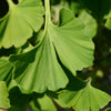 Ginkgo Biloba 'Mariken' Tree