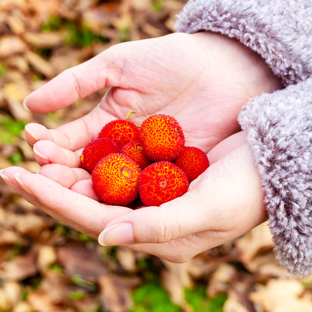 Marina Strawberry Tree