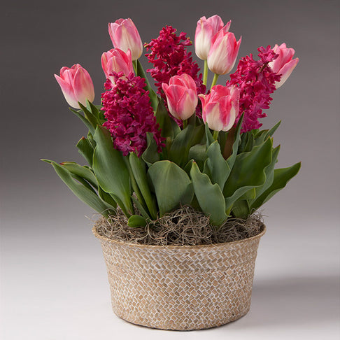 Pink Bloom Garden With Seagrass Pot
