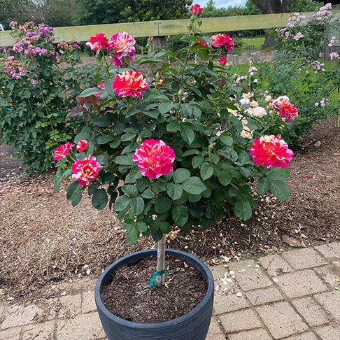 Maurice Utrillo™ Rose Tree