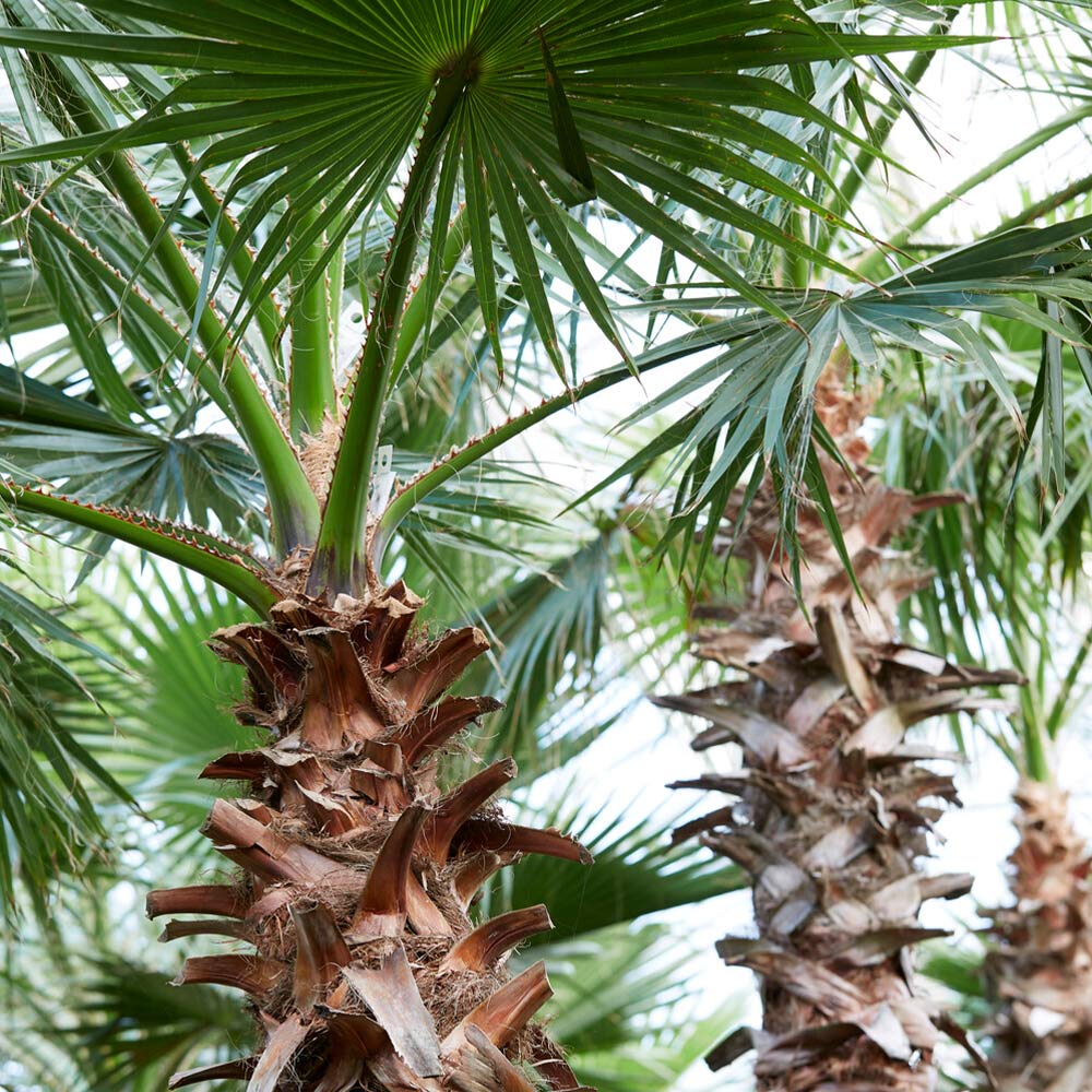 Mexican Fan Palm Tree
