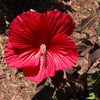 Midnight Marvel Hardy Hibiscus