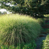 Miscanthus Gracillimus (Maiden Grass)