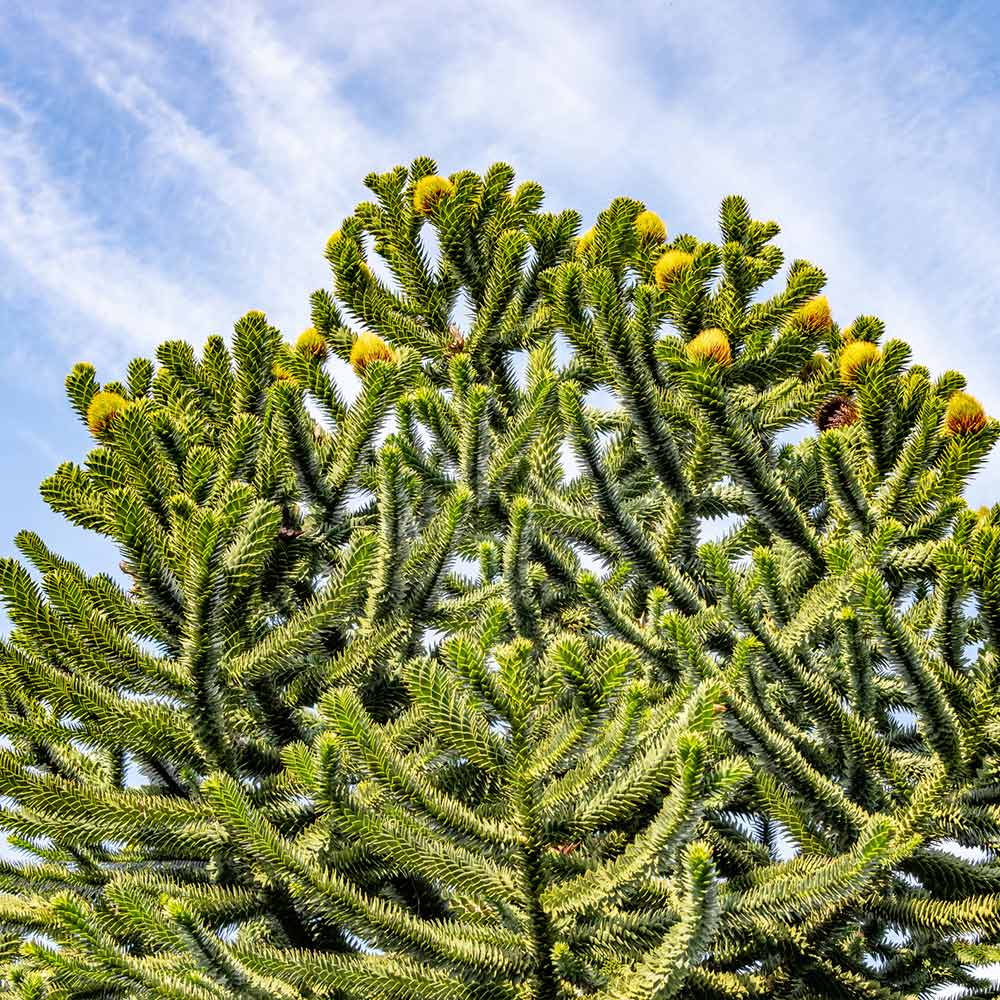 Monkey Puzzle Tree