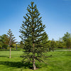 Monkey Puzzle Tree