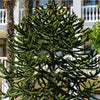 Monkey Puzzle Tree