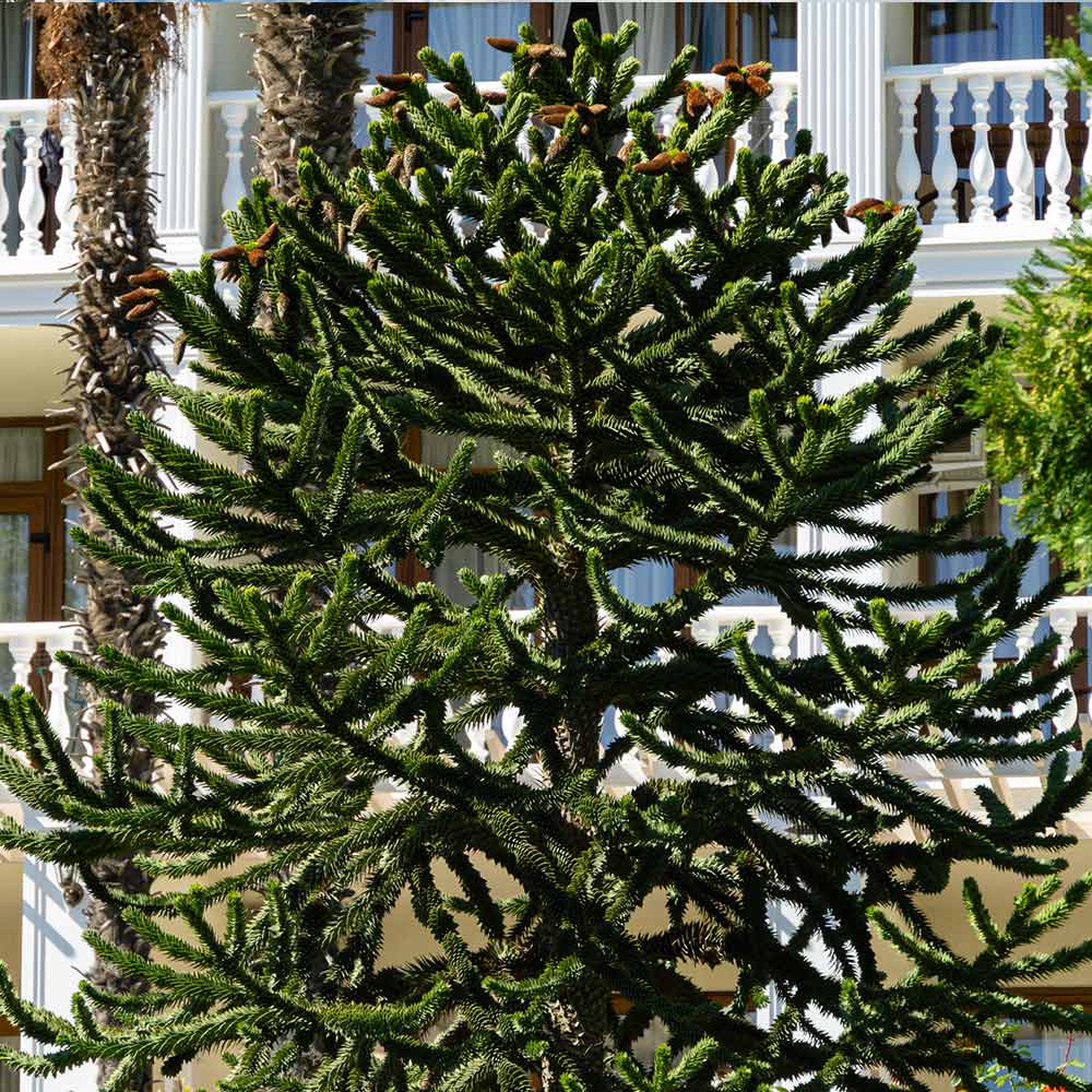 Monkey Puzzle Tree