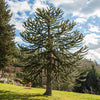 Monkey Puzzle Tree