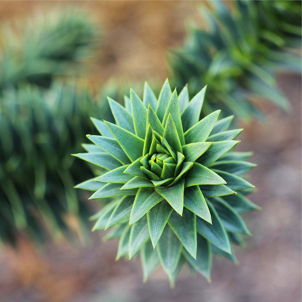 Monkey Puzzle Tree