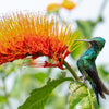 Monkey's Brush Plant