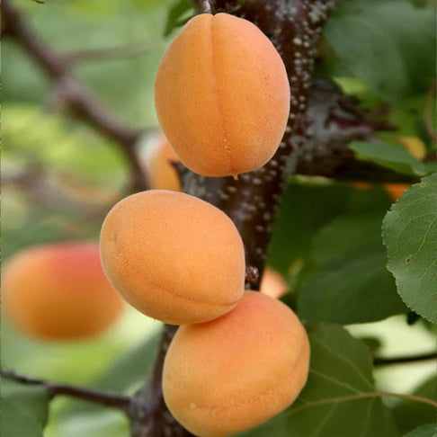 Moorpark Apricot Tree