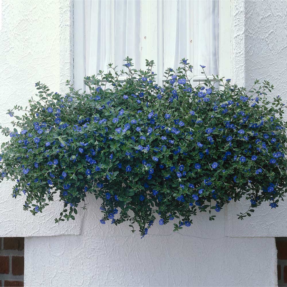 Blue Daze Morning Glory