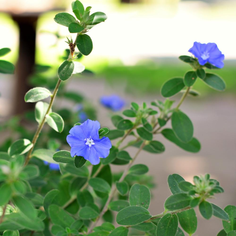 Blue Daze Morning Glory
