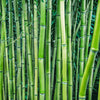 Multiplex Bamboo