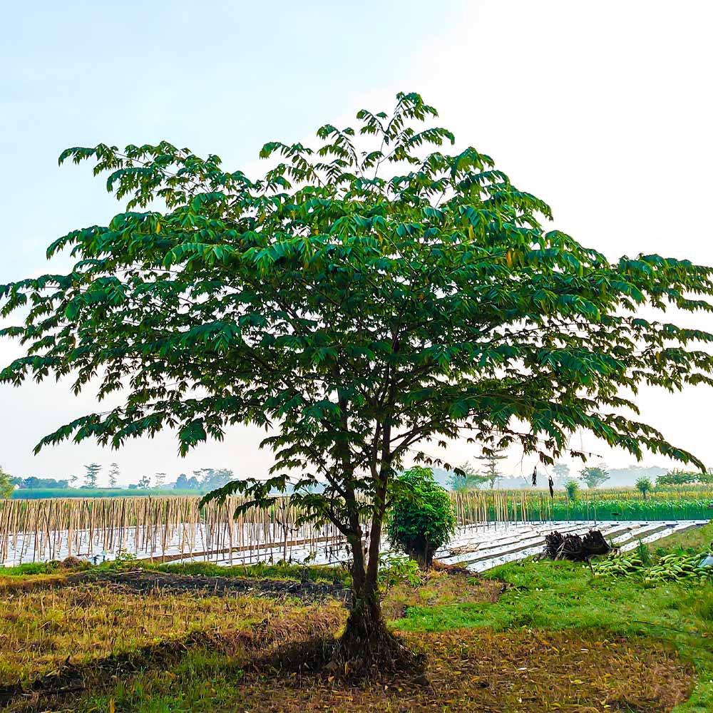Strawberry Tree