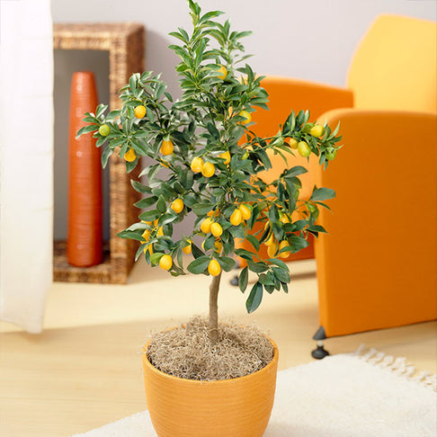 Nagami Kumquat Tree