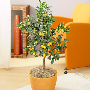 Nagami Kumquat Tree product image