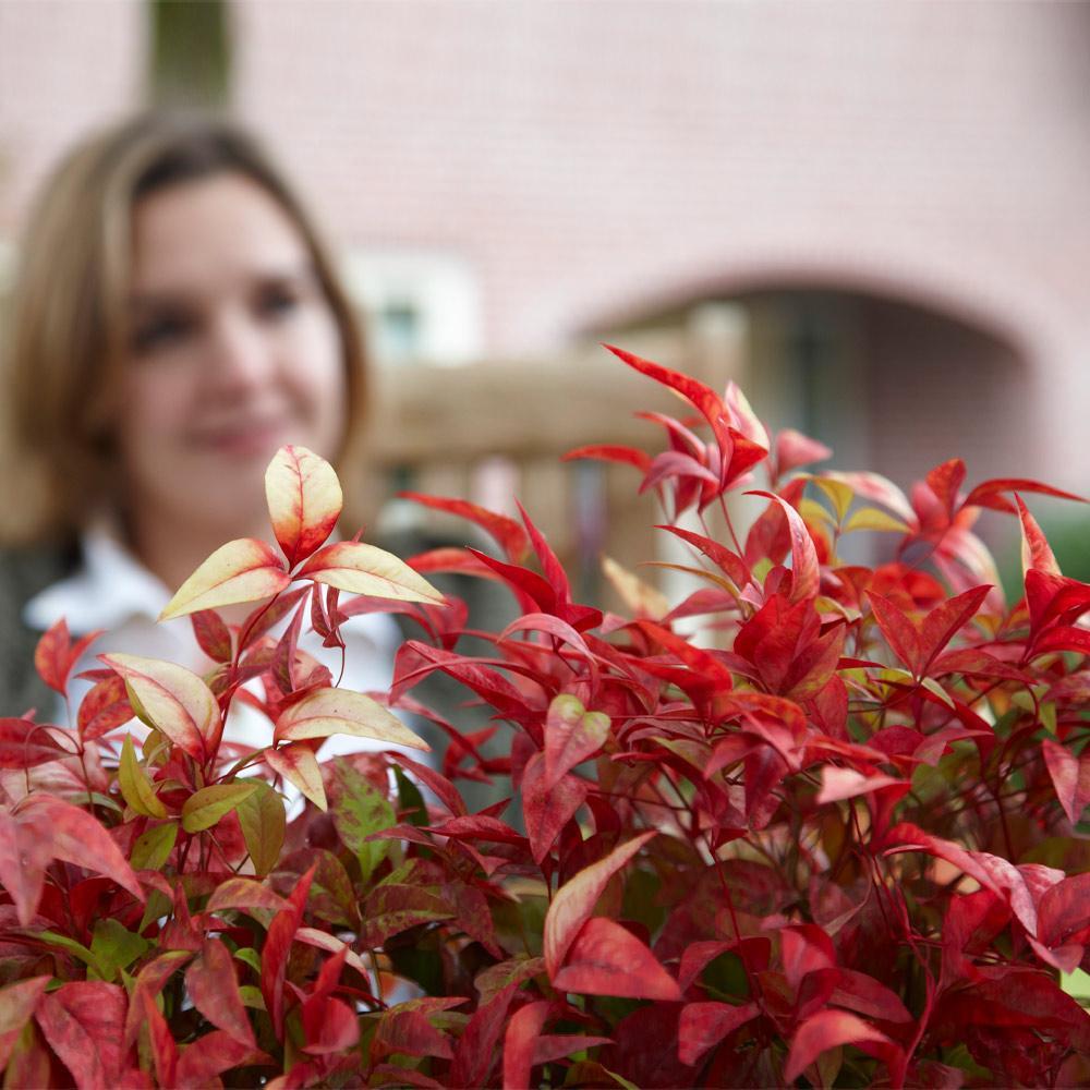 Fire Power Nandina Shrub