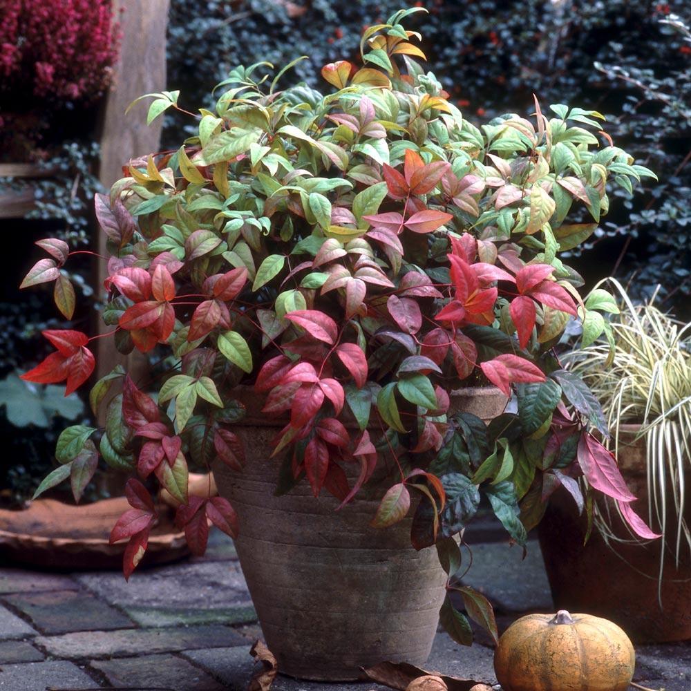 Fire Power Nandina Shrub