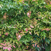 Heavenly Bamboo Nandina Shrub
