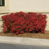 Obsession™ Nandina Shrub