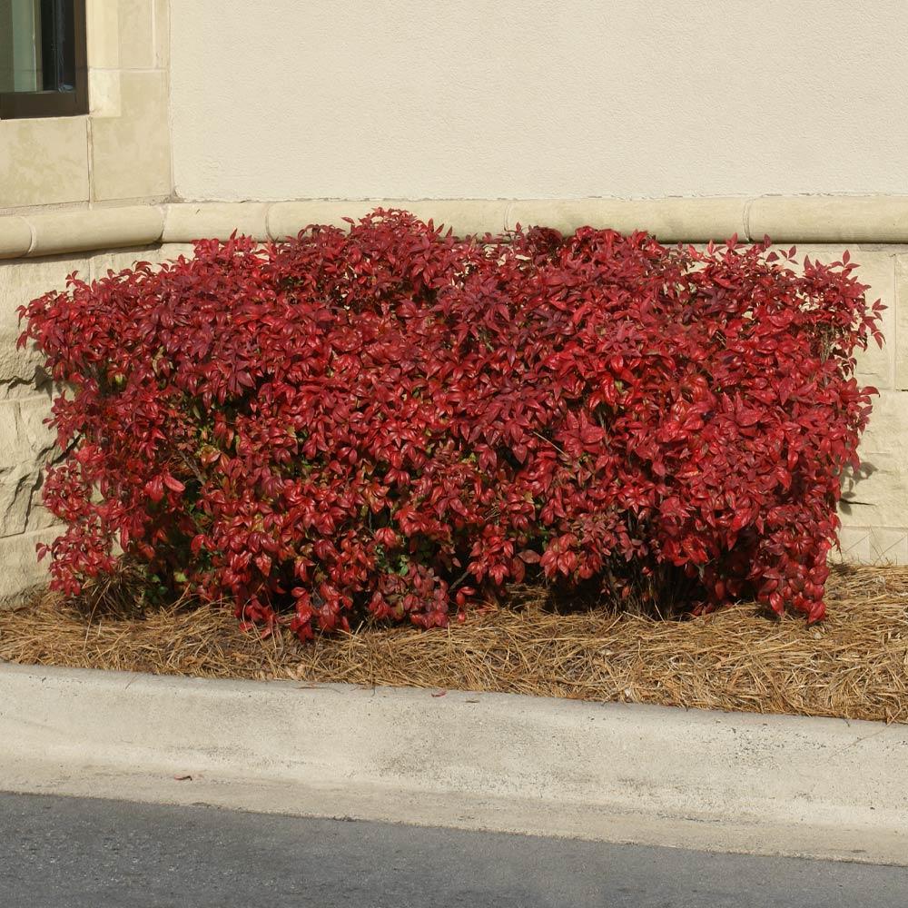 Southern Living® Obsession Nandina Shrub