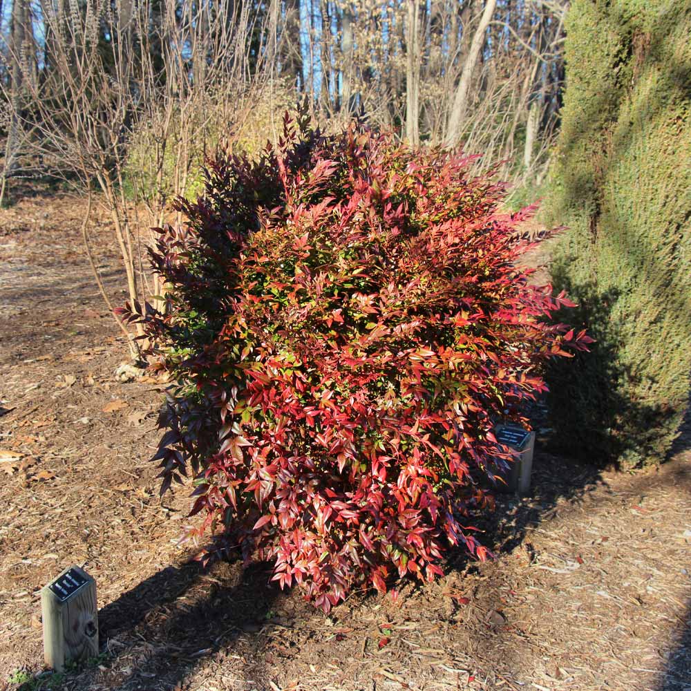 Southern Living® Obsession Nandina Shrub