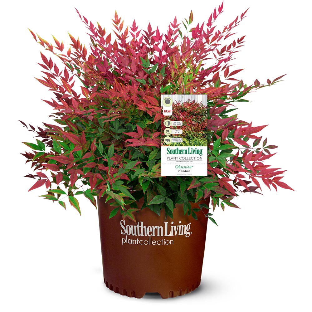 Southern Living® Obsession Nandina Shrub