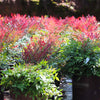 Southern Living® Obsession Nandina Shrub