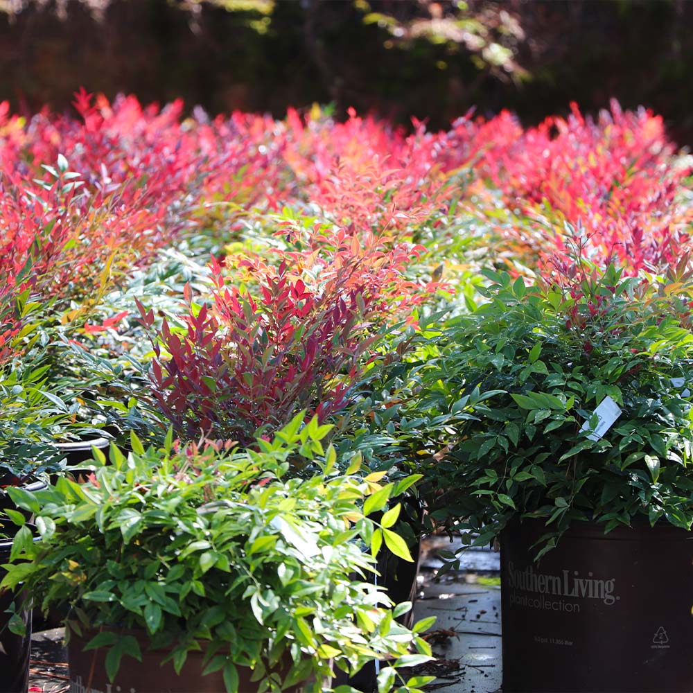 Southern Living® Obsession Nandina Shrub
