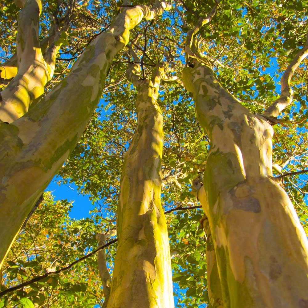 Natchez Crape Myrtle Tree