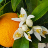 Navel Orange Tree