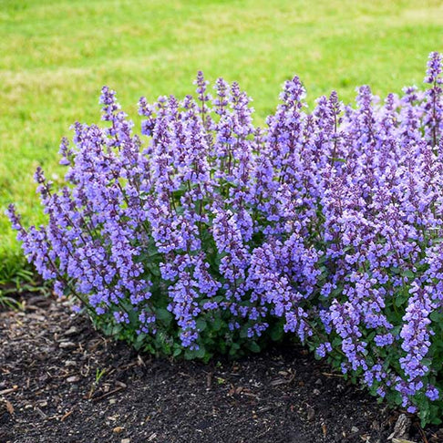 Nepeta 'Cat’s Pajamas' Catmint