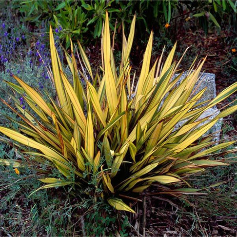 New Zealand Flax Plant