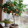Clementine Tree