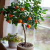 Clementine Tree